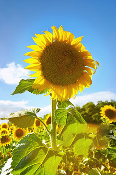 企業(yè)綱領(lǐng)